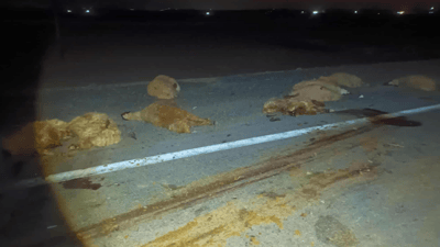 تیژڕەویی بوو بەهۆکاری مرداربوونەوەی 30سەر مەڕ