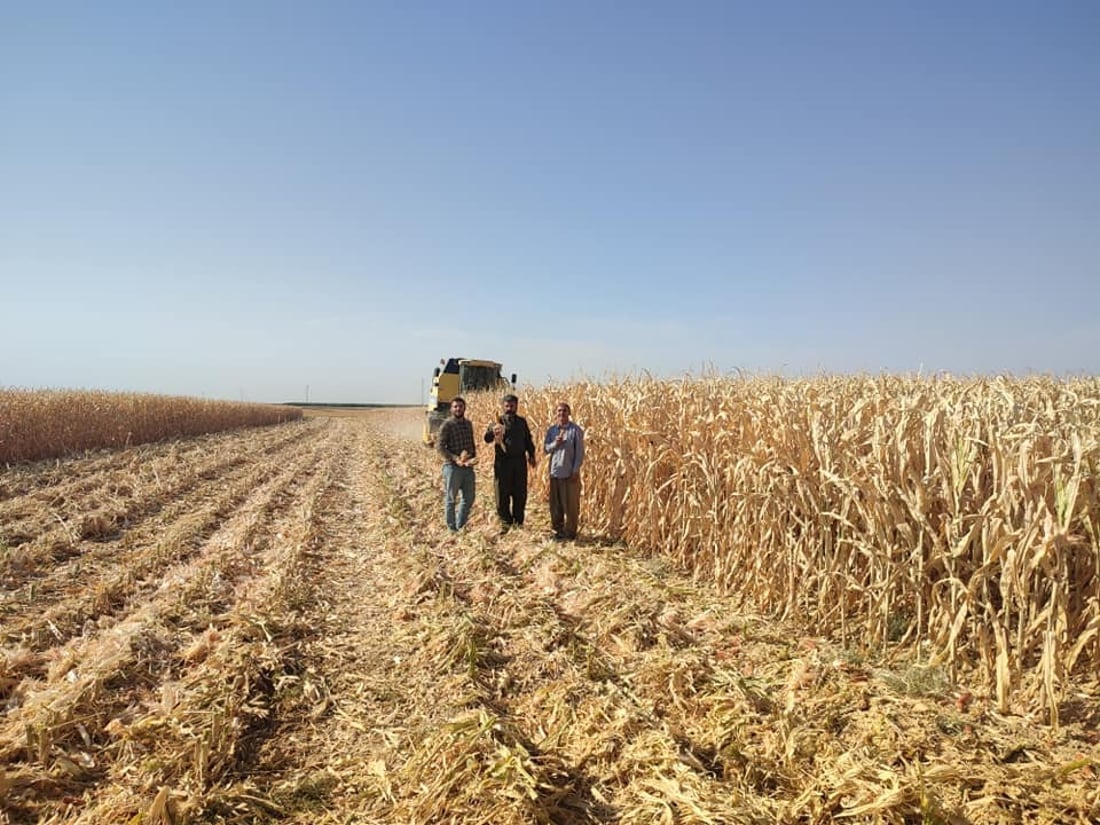 دروێنه‌ى گه‌نمه‌شامی لە مه‌خمور ده‌ستيپێكرد