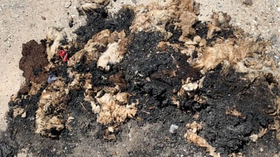 فڕێدانی پاشماوەی ئاژەڵی کێشەی بۆ سێ گوندی پشدەر دروست کردووە