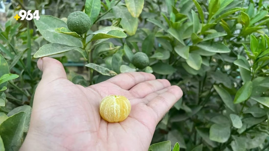 964mediaصورة من منصة (شبكة): 