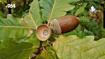 Climate change threatens various tree species in Duhok