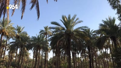 Government program aims to increase date palm numbers