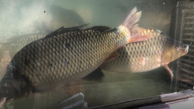 سەرەڕای گرانی نرخی ماسی خواستیش زۆرە لەسەری