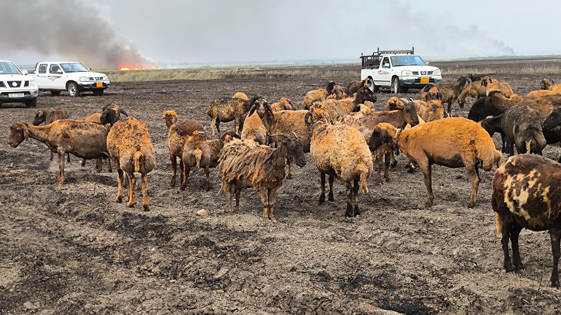 سێ کەس بە تۆمەتی کردنەوەی ئاگرەکەی شارەزوور دەستگیر کران