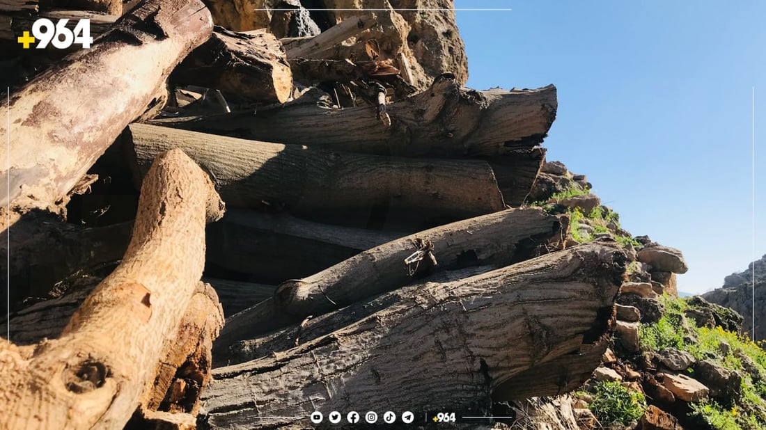 لە سلێمانی لە سێ مانگدا 550 دار بڕاونەتەوە