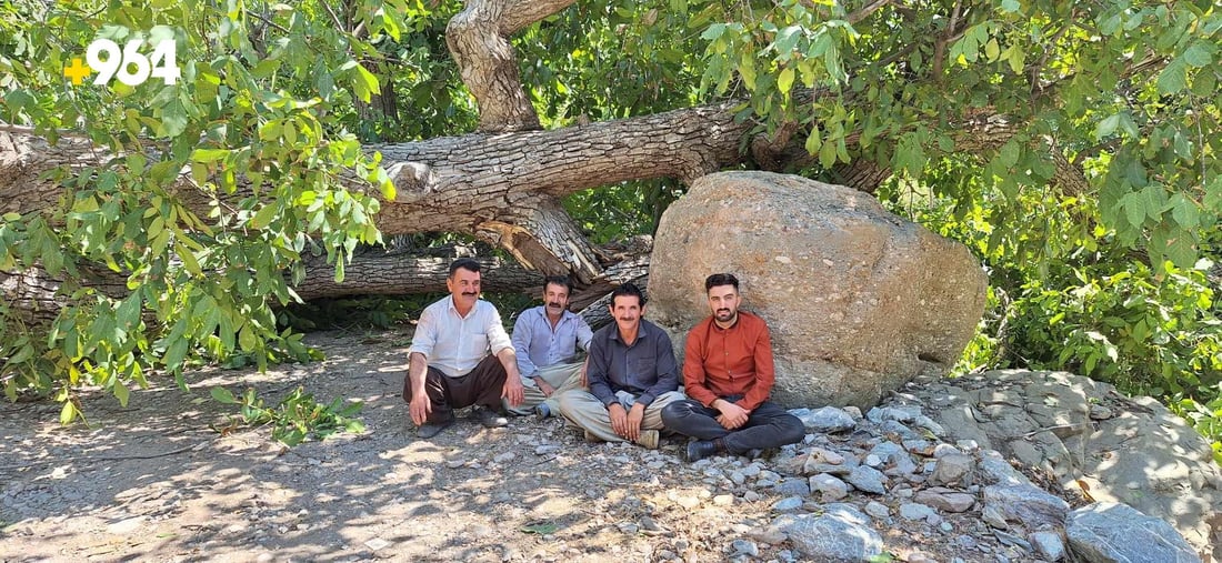 دار گوێزه‌ 300 ساڵییه‌كه‌ى بنارى قه‌ندیل شكا