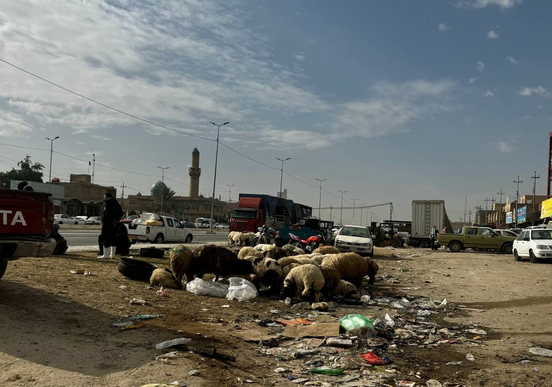 متى تتخلص كربلاء من باعة المواشي في حي الغدير؟.. التبليط شجعهم أكثر!