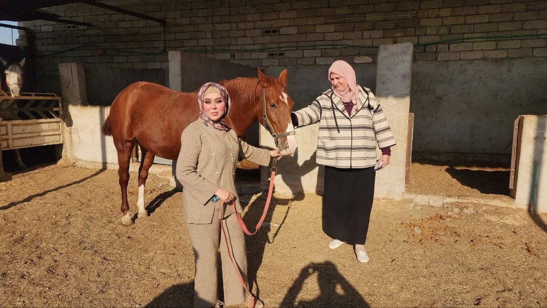 زراعة نينوى توثق خيول تلكيف.. هويات وقاعدة بيانات لرفع الحظر عن العراق (صور)