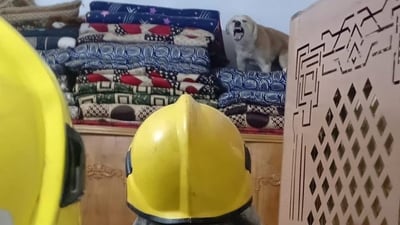 صور: كلب مسعور يقتحم منزل عائلة كربلائية ويعض رب الأسرة