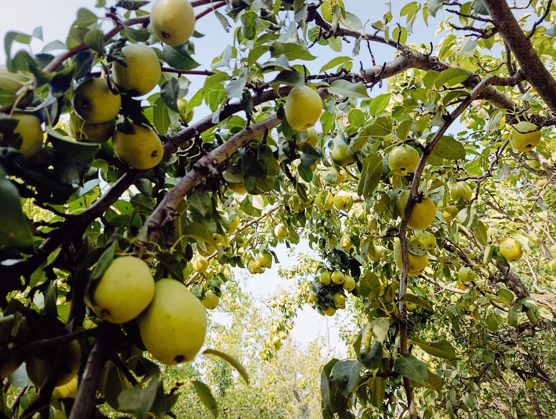 طبخ مربى “العرموط” بدأ وموائد الخريف تحتفل بقطاف وفير على سفوح أربيل