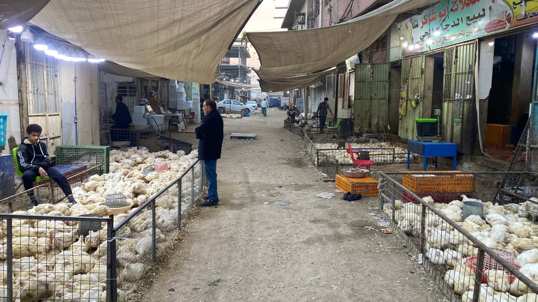 صور من سوق دواجن البصرة: الدجاجة الأربعينية مرغوبة.. لحمها طري والأسعار انخفضت