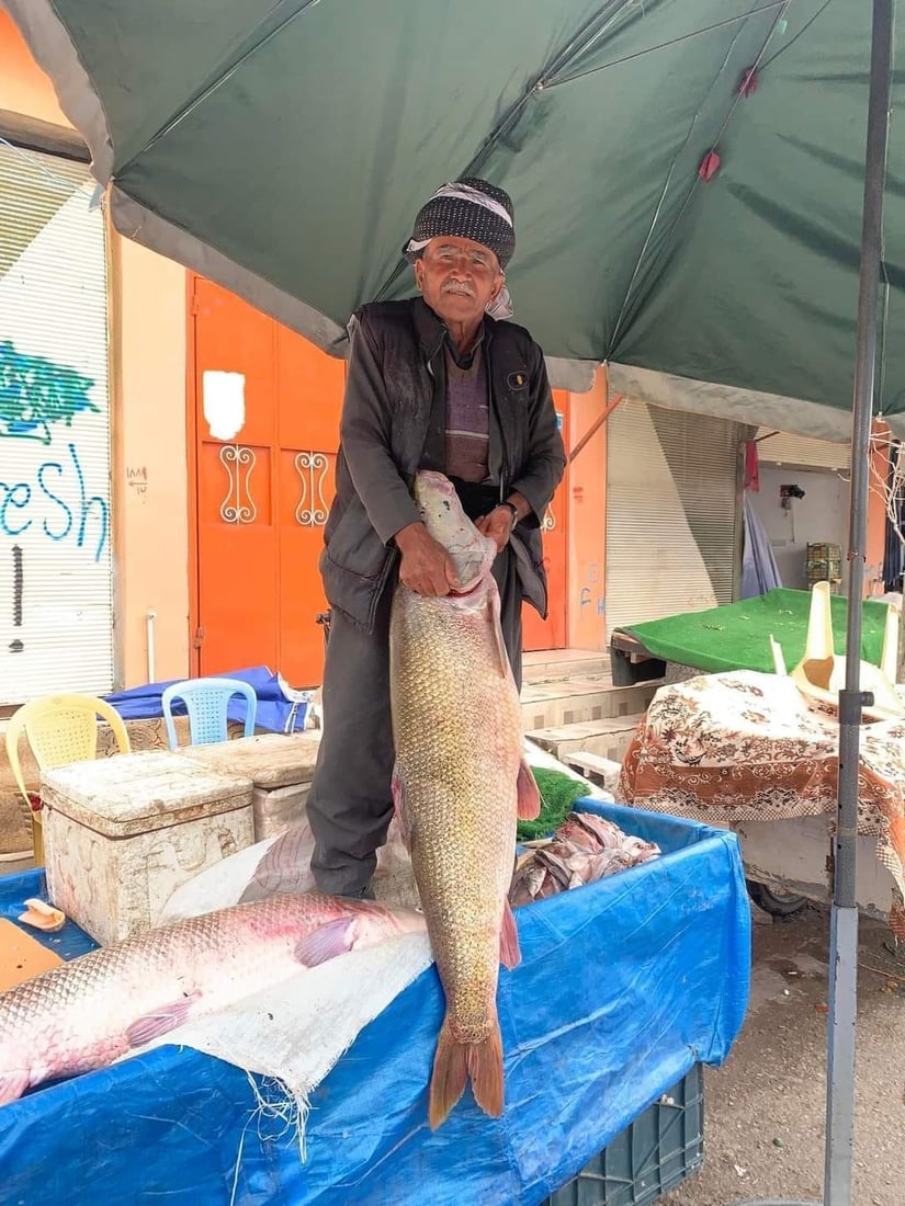 ئه‌و ماسییه‌ گه‌ورانه‌ى له‌ رانیه‌ و هه‌ڵه‌بجه‌ راوكران له‌ كوێوه‌ هاتبوون؟