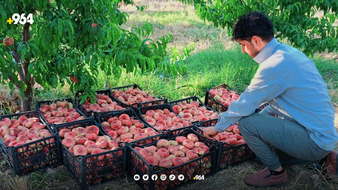 نۆبەرەی “قۆخ هەنجیر” لە دهۆك پێگەیی