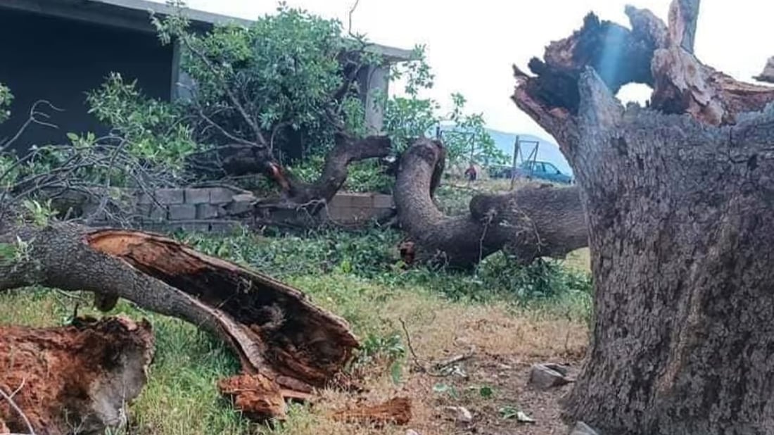 نابتة بين القبور: عواصف نهاية الأسبوع اقتلعت شجرة عمرها 200 عام شرقي السليمانية