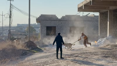 کۆکردنەوەی سەگ لە کۆیە هەزار دینار لە هەولێر قازانجی زیاترە