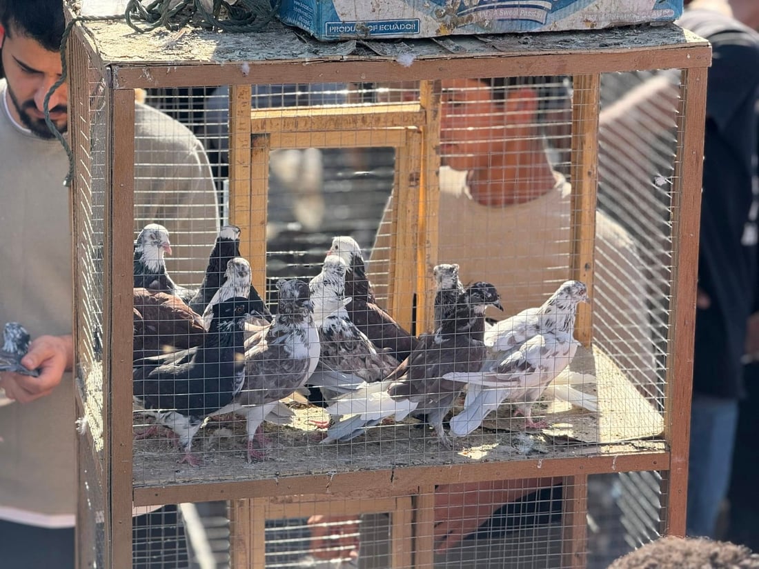 هەینییە و پردی سەیداوەی هەولێر جمەی دێ 