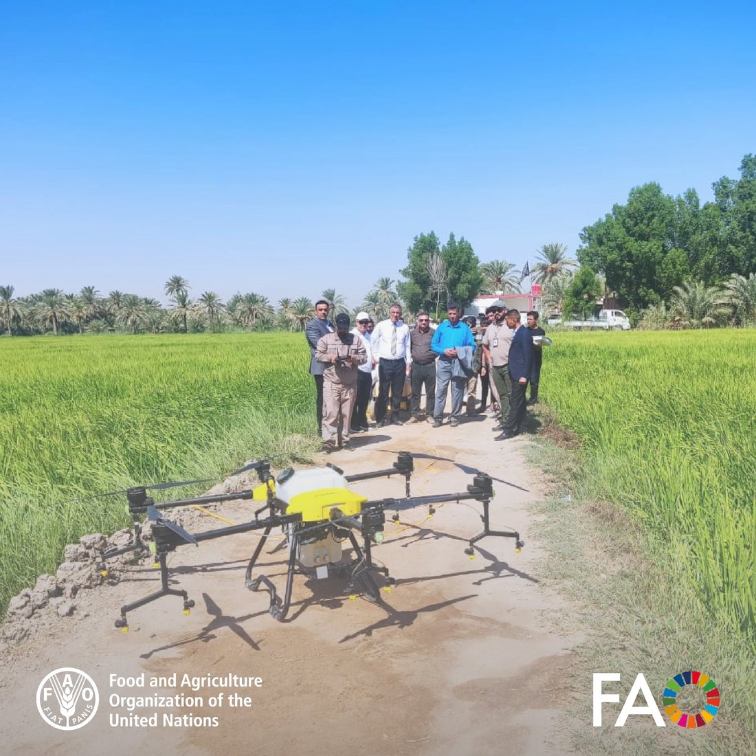 “درون” لرش السماد فوق حقول العنبر.. “فاو” تساعد فلاحي النجف على تقليل الكلفة