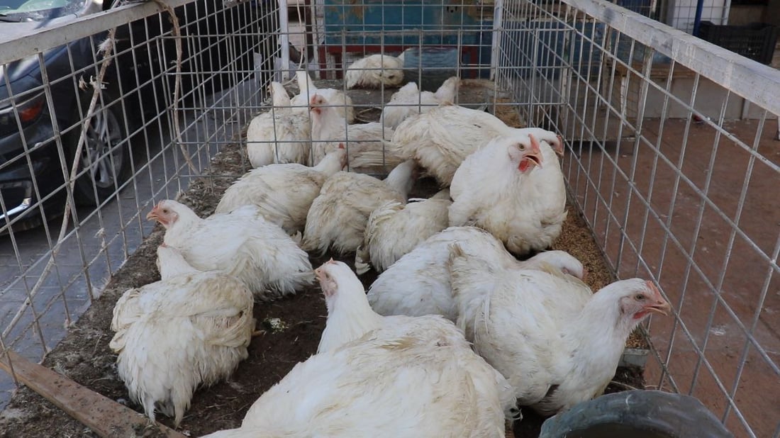صور: الدجاج في كركوك أرخص بفارق 1000 دينار رغم طلبات العيد