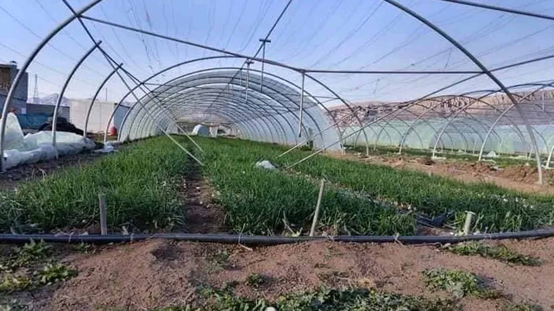 Windstorm damages over 900 plastic tunnel greenhouses