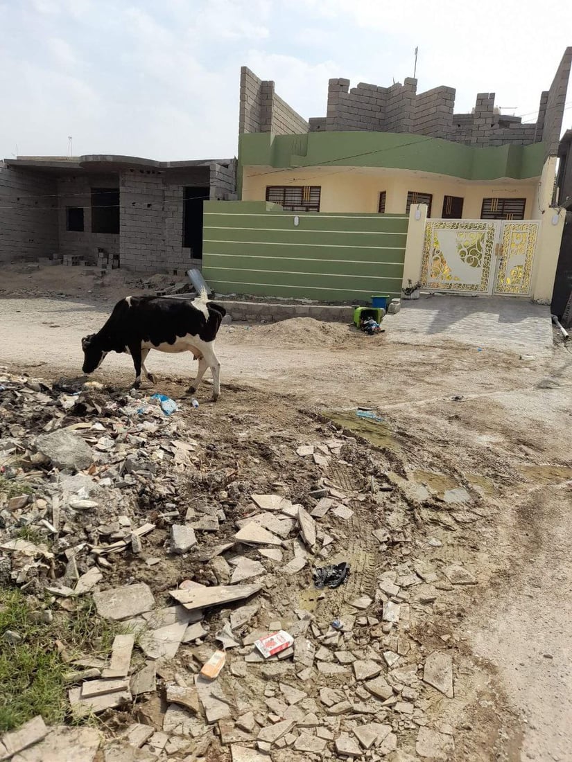 المقدادية: أبقار الوجيهية في كل مكان.. والسكان يطالبون بـ”اعتقالات”! (صور)