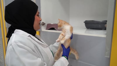 فندق 5 نجوم لقطط البصرة.. غرف للمبيت والنقاهة أما الطعام فحسب الطلب (فيديو)