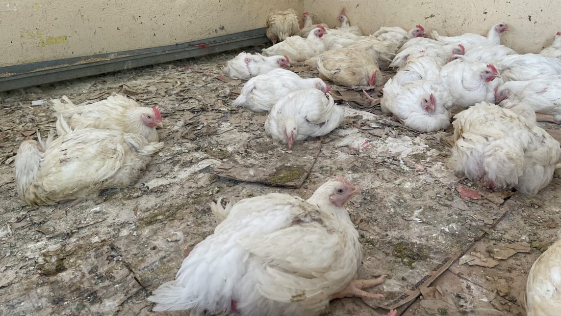 Sulaymaniyah proposes relocating poultry shops to address health concerns