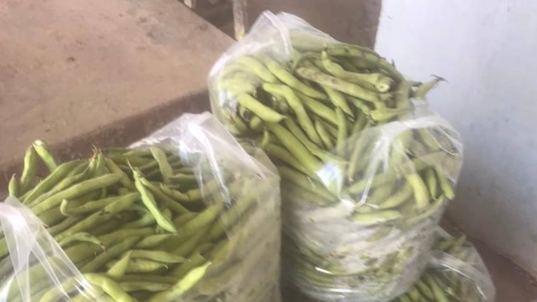 صور: الباقلاء العراقية نزلت.. المزارعون يأملون أن لا تنهار الأسعار تحت 400 دينار