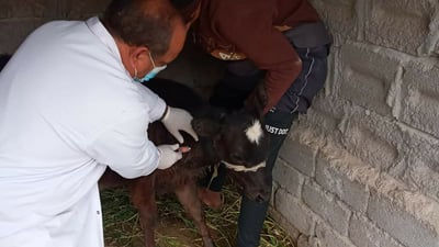العراق يسجل 15 إصابة جديدة بالحمى النزفية والصحة تحذر من الجزر العشوائي