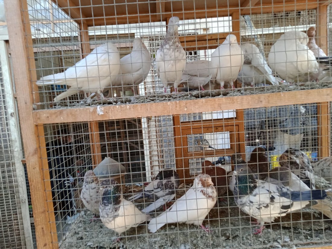 سوق الطيور في بغداد الجديدة.. نسخة من سوق الغزل وينافسه منذ السبعينات