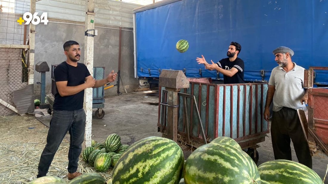 البصرة: الرگي في صحراء “اللحيس” النفطية هو “الأشهى والأغلى” حين ينقطع محصول العراق