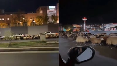 مەڕەکانى هێنابووە بەردەم نەخۆشخانەى شار