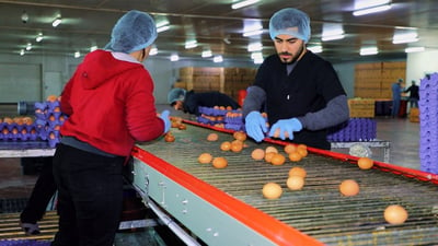 حكومة كردستان: اكتفينا من الإنتاج الحيواني ونرسل الفائض لمحافظات العراق والخليج