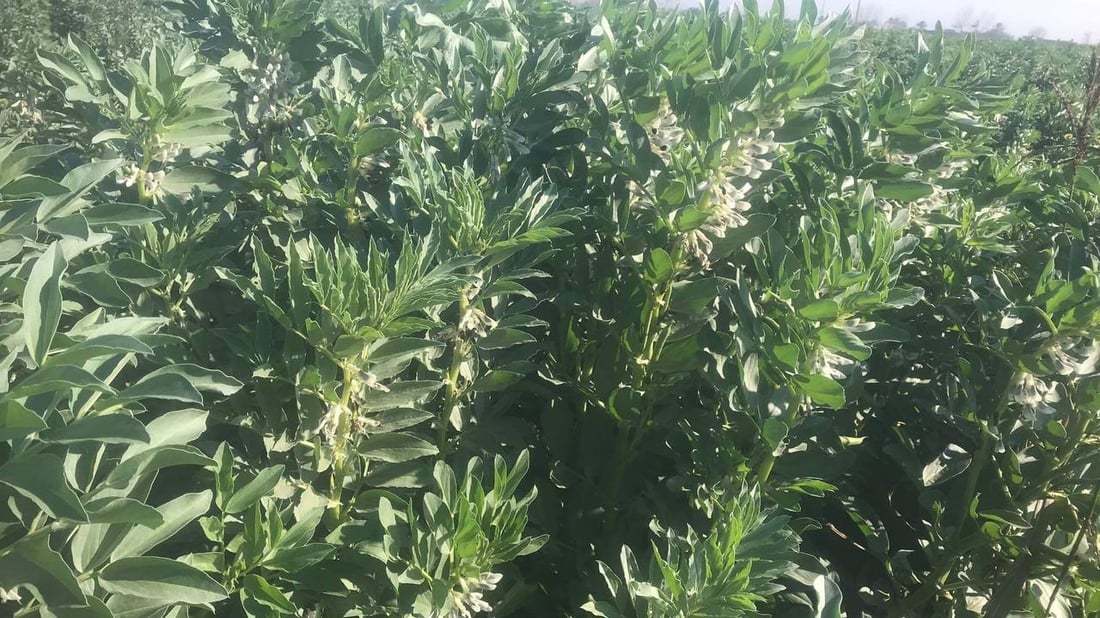 صور: الباقلاء العراقية نزلت.. المزارعون يأملون أن لا تنهار الأسعار تحت 400 دينار