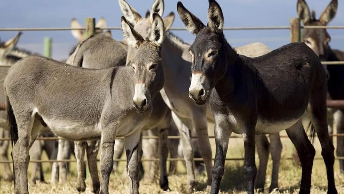 رۆژى جیهانى گوێدرێژ