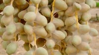 البصرة تنظف نخيل المديّنة من عنكبوت الغبار.. حملة واسعة...