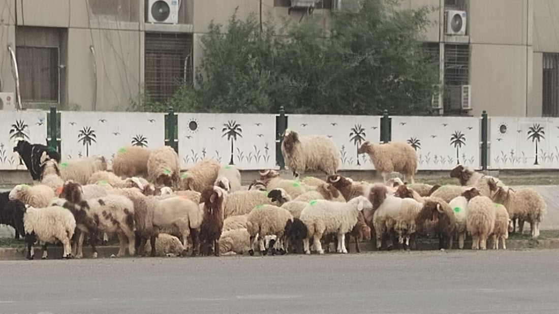 لعبة القط والفأر لا تتوقف.. “جوبة حي صدام” عادت فور انتهاء الحملة (صور)