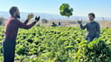 Annual lettuce harvest in Erbil’s Segrdan tops 10,000 tons