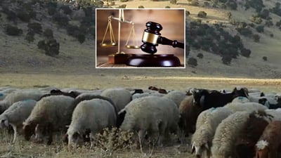 فەرمانگەى ژینگەى هەولێر دوو سه‌رپێچیكارى له‌ هه‌ریر سزا دا