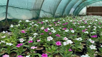 فيديو: العراق يزرع 120 ألف وردة على حدود الكويت..معرض دائم للزهور في سفوان