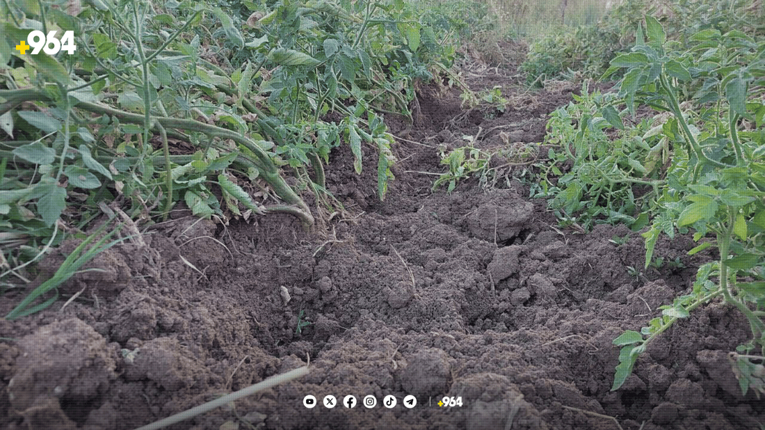 شەش ساڵە بەراز بەربوومی جوتیارانی دێرەلووک بیخێر دەکات