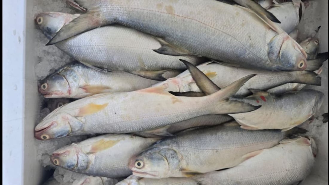 أكثر من 10 أطنان سمك في مرسى النقعة.. ذروة موسم النويبي والروبيان جامبو (صور)