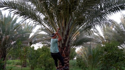 استعجلي يا واسط.. سنتذوق رطب “السعمران” من أجمل بساتين العراق (فيديو)