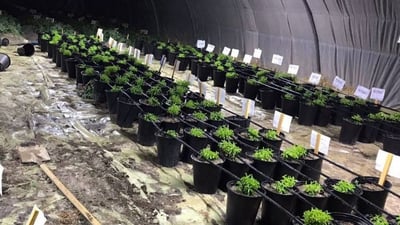 باحثة كربلائية تنصح بـ “الستيفيا” لمرضى السكر: شديد الحلاوة مضاد للسمنة