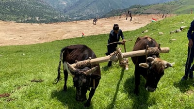 تا ئێستا لە بناری چیای کارۆخ بە گاجووت، جووت دەکرێت
