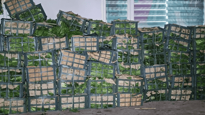 بڕێکی زۆر کاهوو کە لە ئێرانەوە هێنرابوو  لە گەرمیان لە ناوبرا    