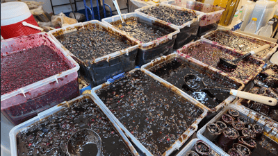 بازاڕی نمایشکردنی خۆراک و کەلوپەلی میسر لە کەرکوک بەڕێوەدەچێت