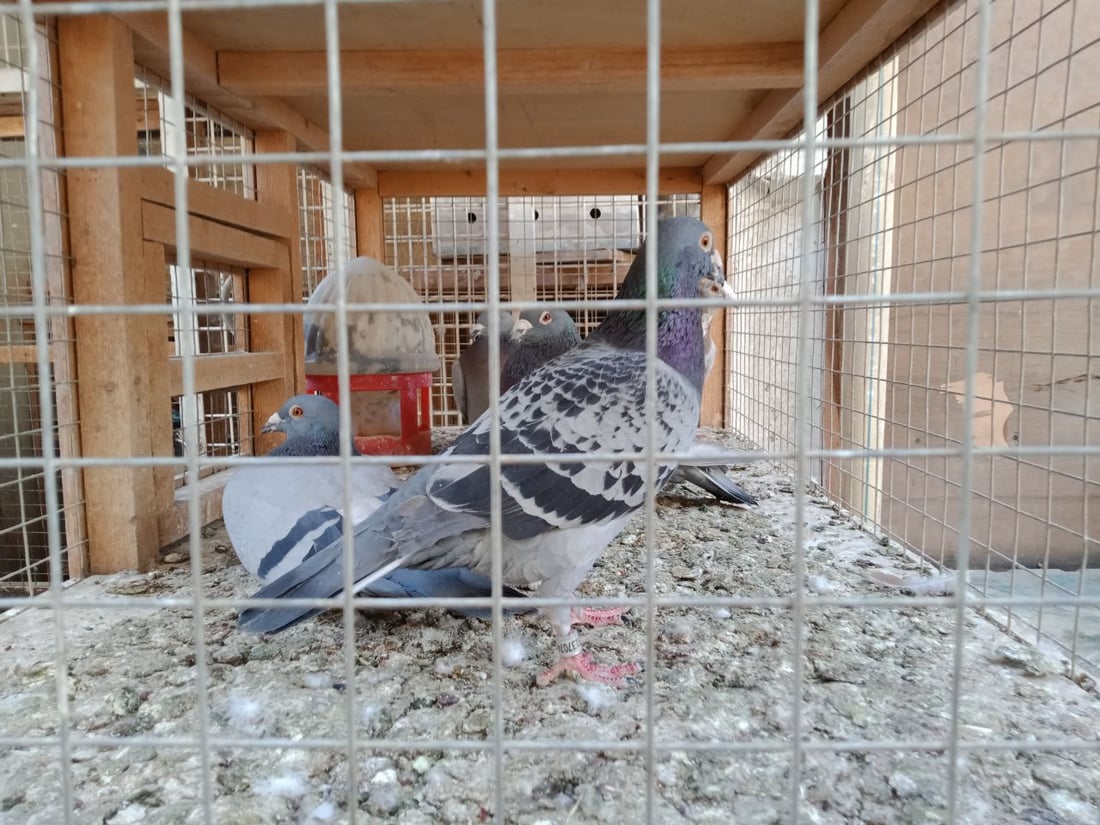 سوق الطيور في بغداد الجديدة.. نسخة من سوق الغزل وينافسه منذ السبعينات