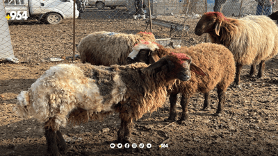 ئەوقافی سلێمانی: قوربانی لە رێگەی سەربڕینخانەی فەرمیەوە بکەن
