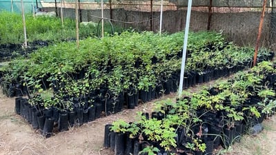 إلى أهل ميسان: ازرعوا حدائقكم بأسعار أرخص من المشاتل.. زوروا محطة البستنة