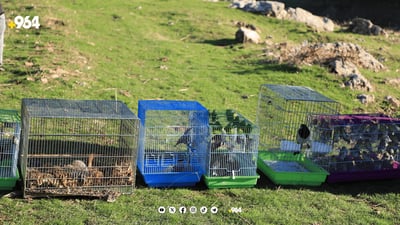 Nearly 400 birds and wild animals set free in Rawanduz thanks to generous benefactor